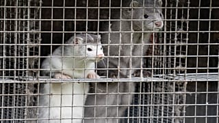 In this file photo taken on October 09, 2020 minks are seen at a farm in Gjol, northern Denmark.