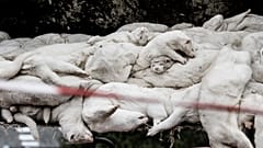Mutation du Covid-19 : le Danemark va abattre tous ses visons
