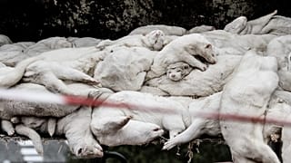 Abbattimento dei visoni in Danimarca