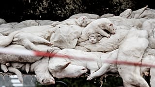 Tote Nerze (Oktober 2020)