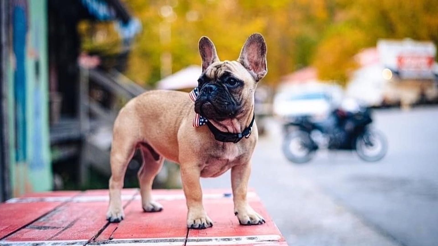 Wilbur Beast, a six-month old pup, won the mayoral election in the small town of Rabbit Hash