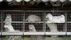 Oct. 9, 2020 file photo, minks in a farm in Gjoel in North Jutland, Denmark. Denmark’s
