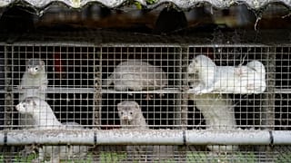 Oct. 9, 2020 file photo, minks in a farm in Gjoel in North Jutland, Denmark. Denmark’s