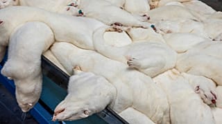 Extermínio de martas na Dinamarca levanta acusações de crueldade