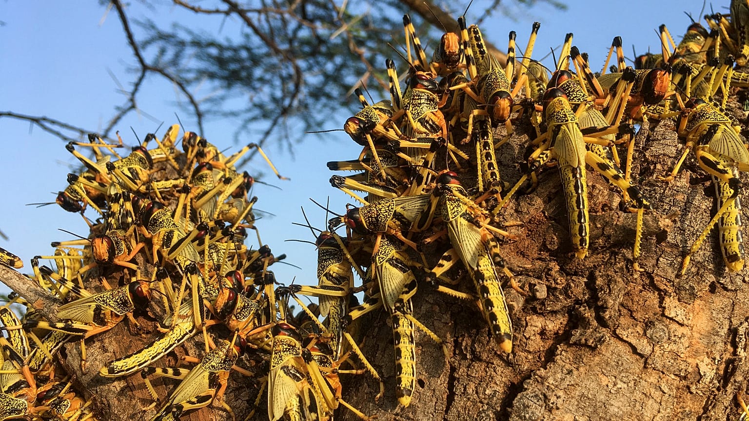 أسراب من الجرا في كينيا - أرشيف