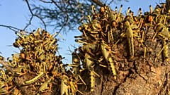 أسراب من الجرا في كينيا - أرشيف