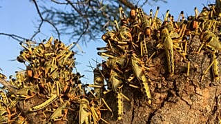 Les insectes bientôt dans les assiettes européennes?