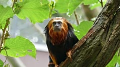 Biodiversitätskrise: Klimawandeldaten ermöglichen Prioritätensetzung