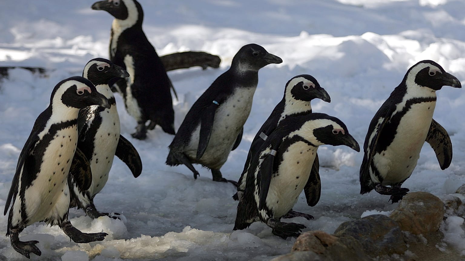 Pinguin-Blues in Kapstadt
