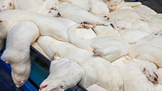 Tote Nerze in Dänemark