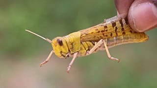 Somalia: Heuschrecken-Plage könnte Hungersnot auslösen
