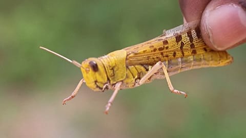 Somalia: Heuschrecken-Plage könnte Hungersnot auslösen