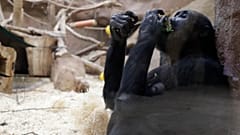 Das Affengehege im Prager Zoo