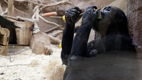Das Affengehege im Prager Zoo