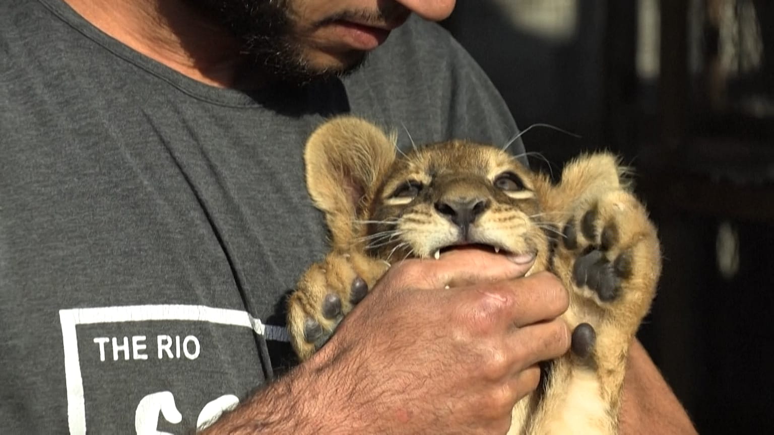 Exotische Haustiere: Kuscheln mit Löwenjungen