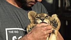 Exotische Haustiere: Kuscheln mit Löwenjungen