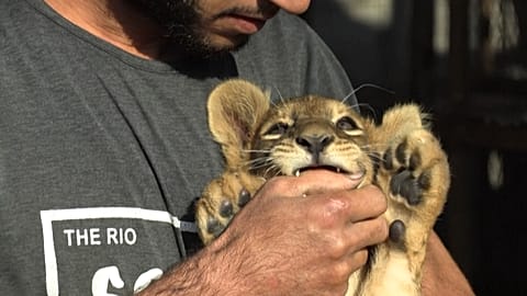 Exotische Haustiere: Kuscheln mit Löwenjungen