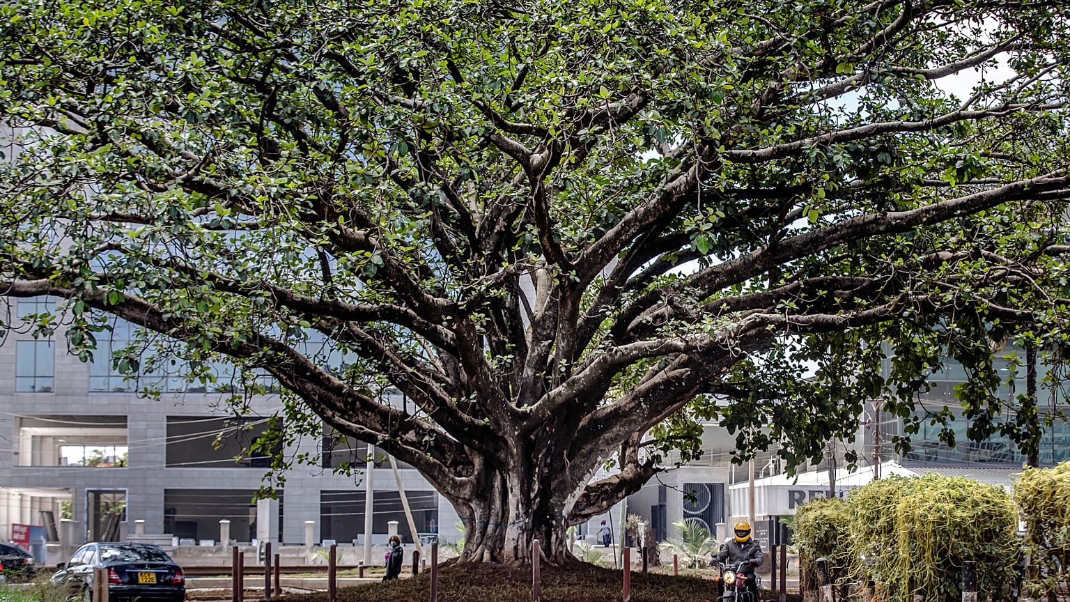 El árbol sagrado para los 'Kikuyu' se libra de la tala en Nairobi