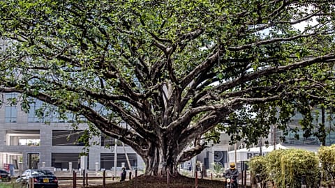 Heiliger Baum verhindert Autobahn durch Nairobi