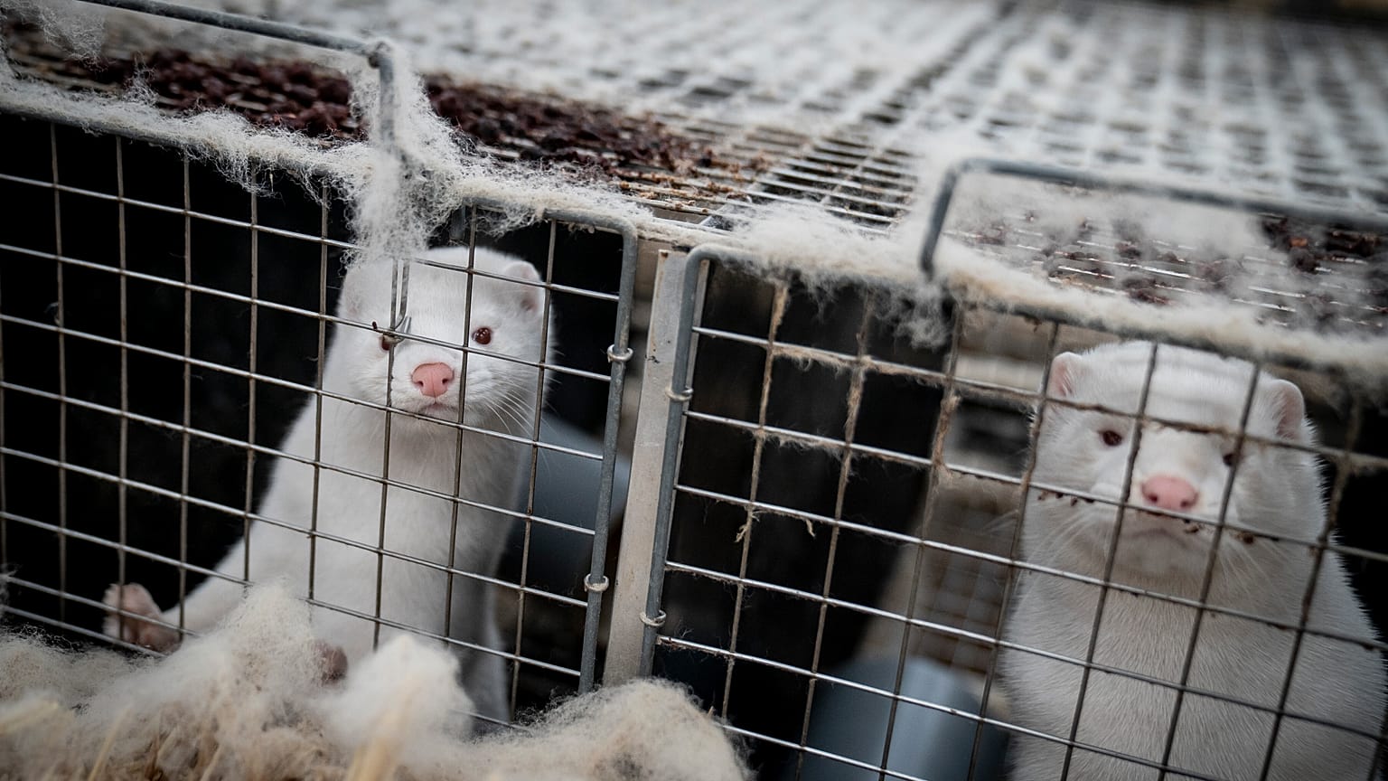 Virus Outbreak Denmark Minks