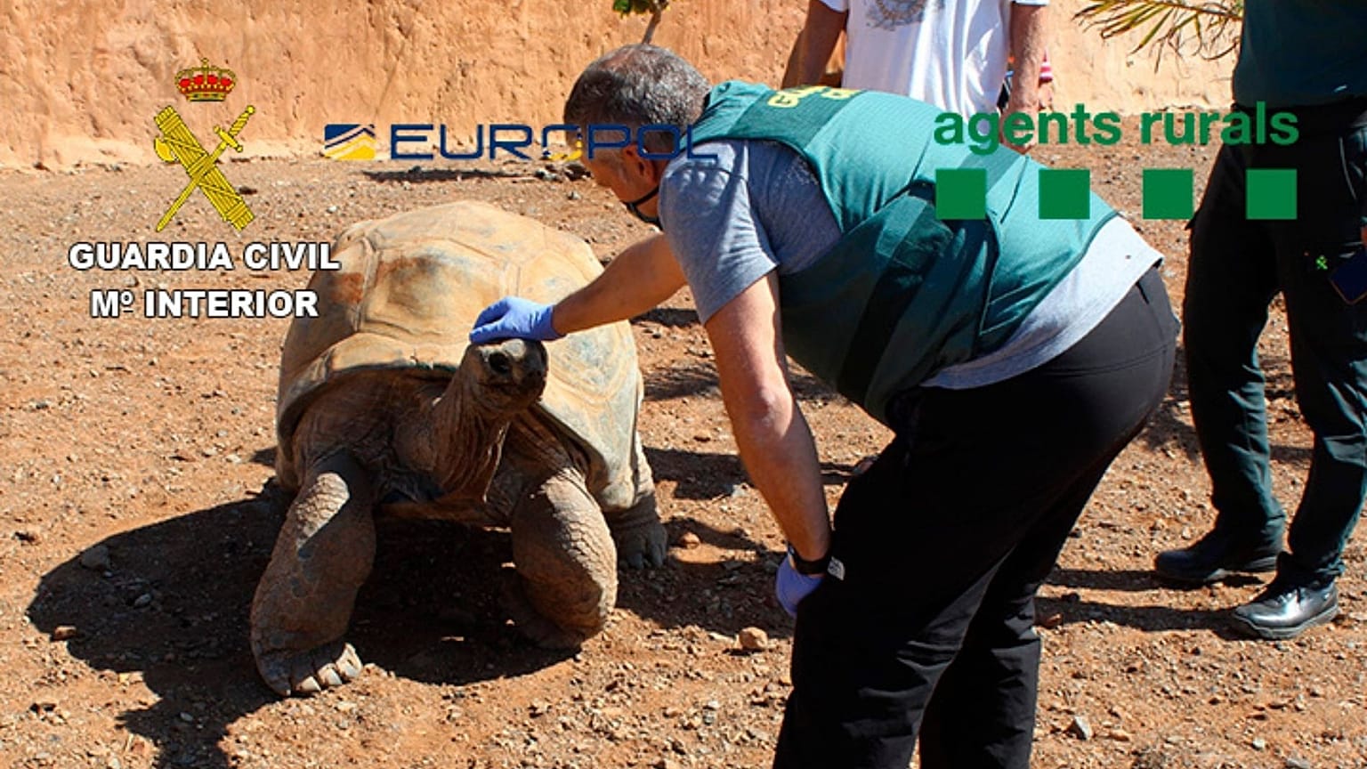 A giant tortoise seized by the Spanish police.