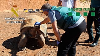 A giant tortoise seized by the Spanish police.