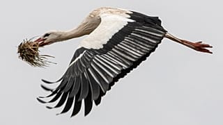 Storch beim Nestbau (Symbolbild)