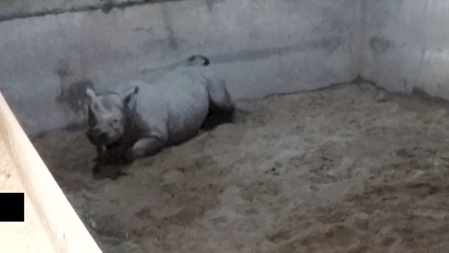 Gergedan doğum anı kamerada