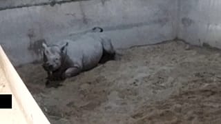 Gergedan doğum anı kamerada