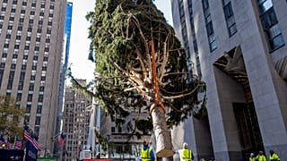 Vorweihnachtliche Stimmung im Big Apple: Vor dem Rockefeller Center steht jetzt der traditionelle Weihnachtsbaum