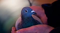 An employee of Pipa, a Belgian auction house for racing pigeons, shows a two-year old female pigeon named New Kim after an auction in Knesselare, Belgium, Sunday, Nov. 15, 202