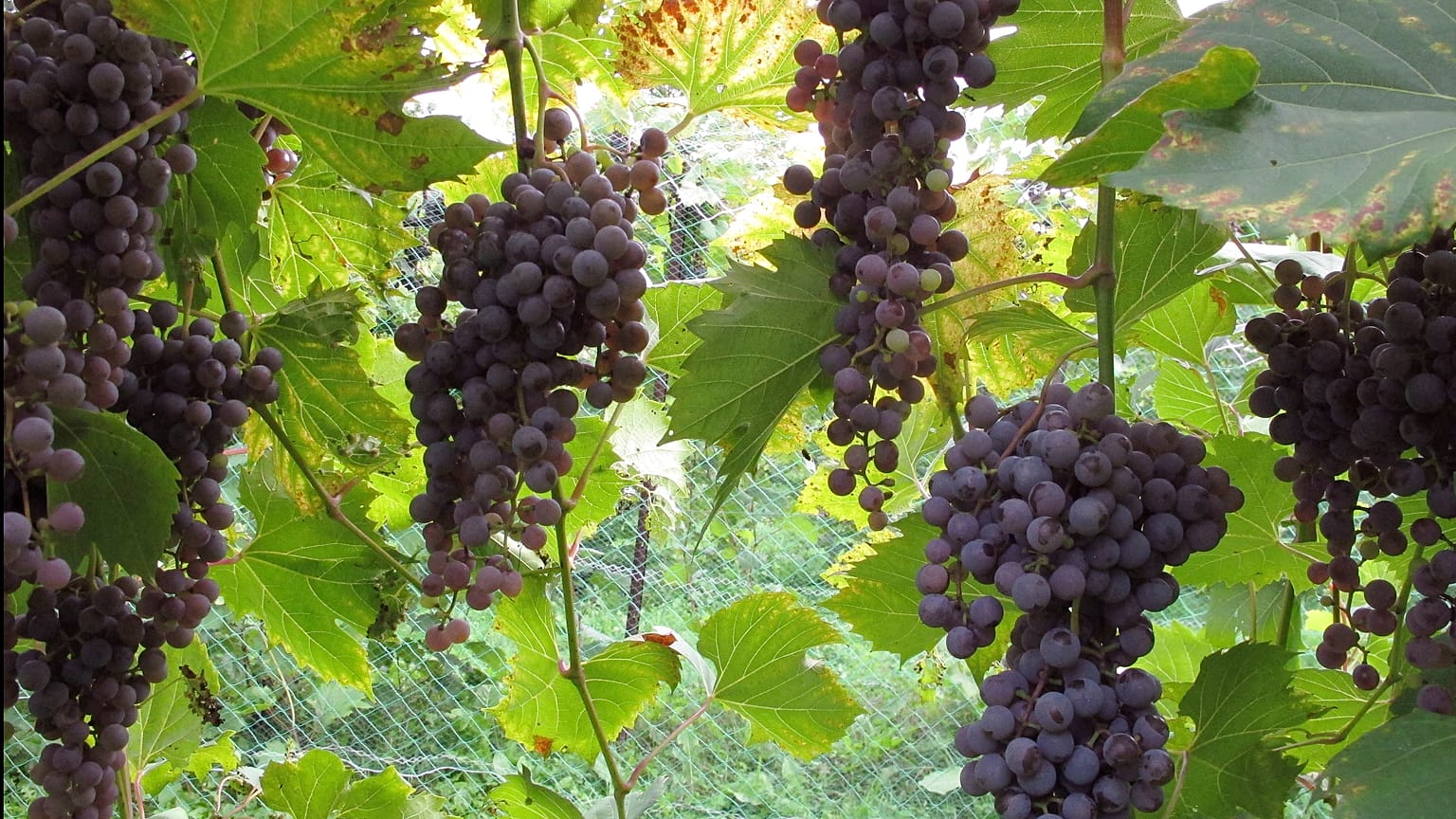Weintrauben