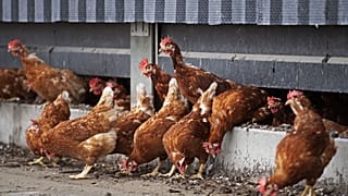 Fransa'da kuş gribi tehlikesi