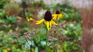Letzte Blumen in den Gärten der Welt