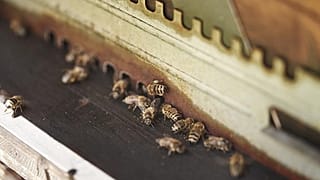 Abeilles au siège de Girard-Perregaux, Le Chaux-de-Fonds, Suisse.