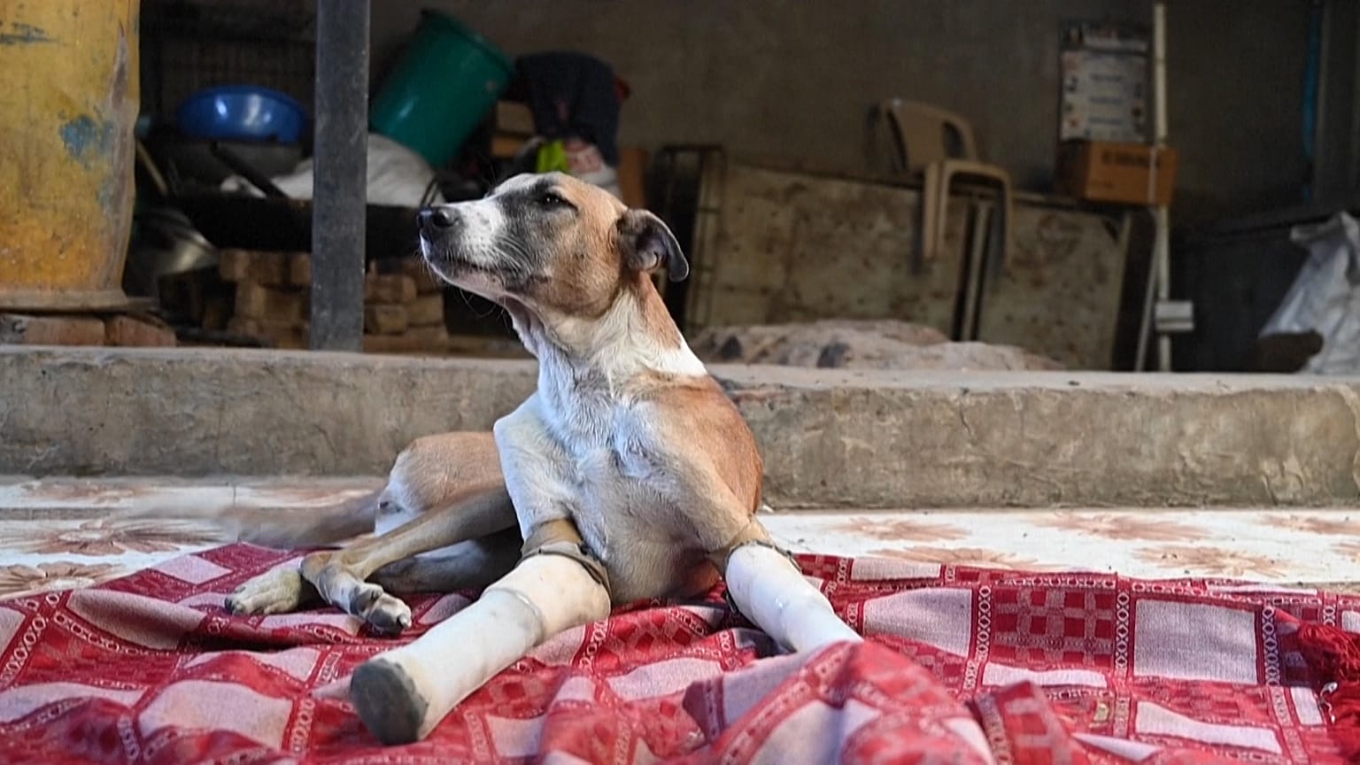 Ampüte köpek Rocky 