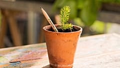 Pencil in a pot