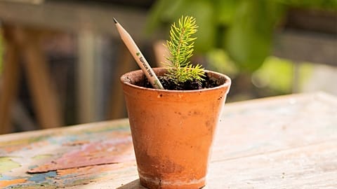 Pencil in a pot