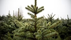 Schnell, schnell, den Weihnachtsbaum auf den Weg bringen