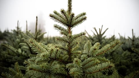 Schnell, schnell, den Weihnachtsbaum auf den Weg bringen