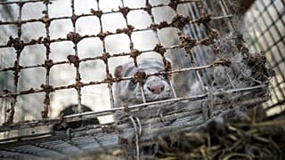 Allevamenti di visoni in Italia