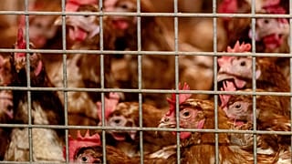 Chickens pictured in Barneveld, Netherlands, on October 23, 2020.