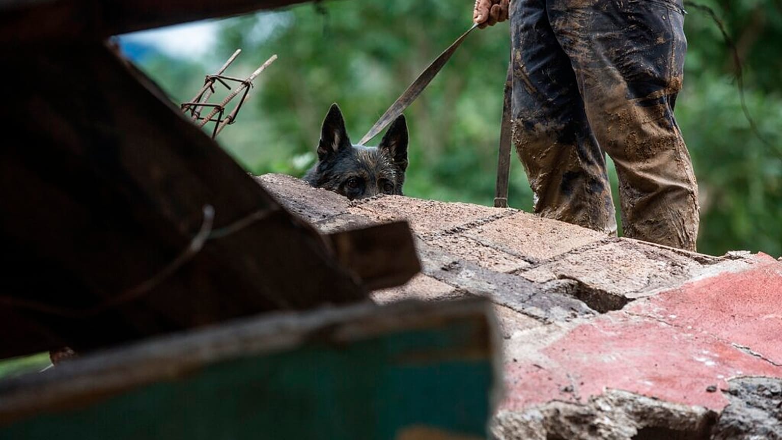 dog