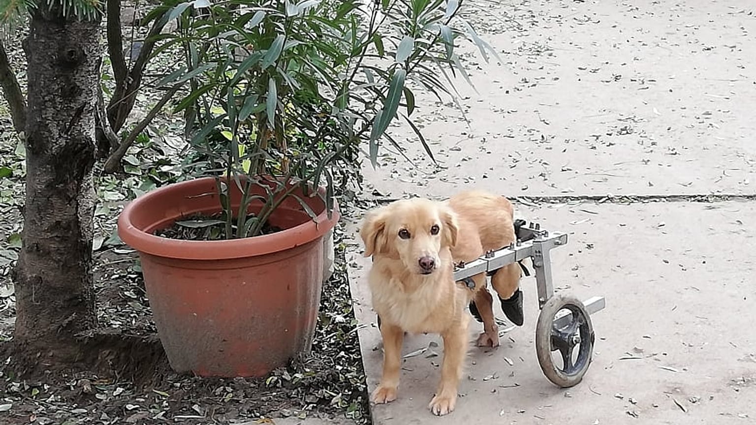 A Noé Állatotthon egyik mozgássérült kutyája sétálni indul a ráerősített szerkezetnek köszönhetően