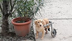 A Noé Állatotthon egyik mozgássérült kutyája sétálni indul a ráerősített szerkezetnek köszönhetően