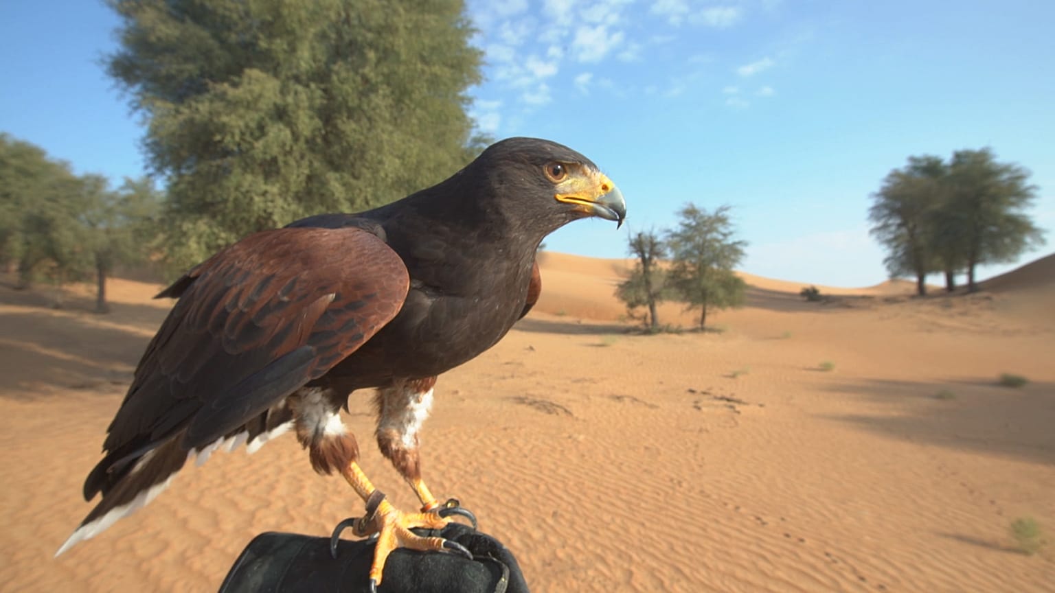 In campeggio nel deserto di Dubai