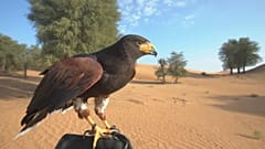 Ein Camping-Abenteuer der besonderen Art in Dubais Wüste