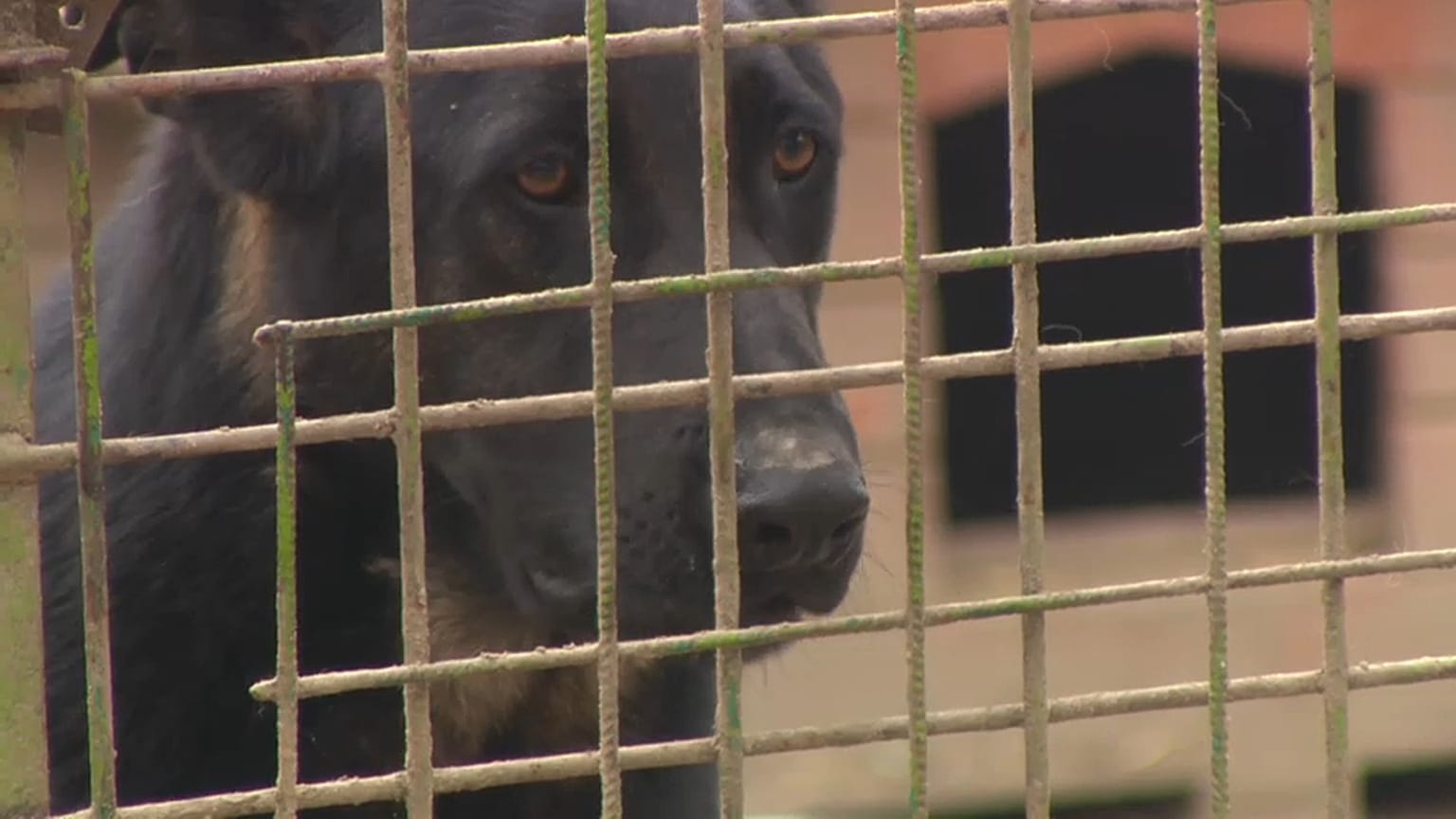 Mit Hund: Ausgangssperre austricksen