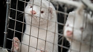 In November, the Danish government ordered the culling of all mink because of the coronavirus.
