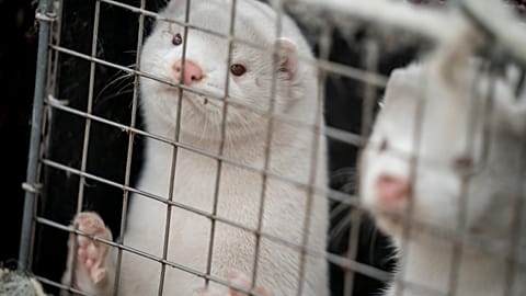 A mink look out from a pen on a farm near Naestved, Denmark.